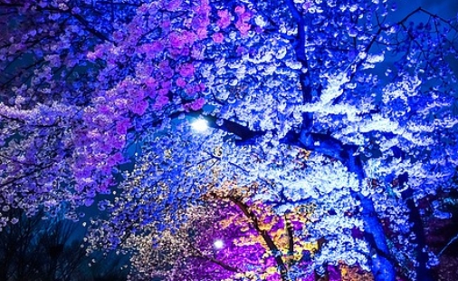 여의도 벚꽃축제 일정