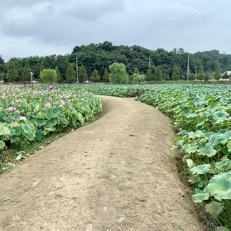 나눠진-길-주변풍경