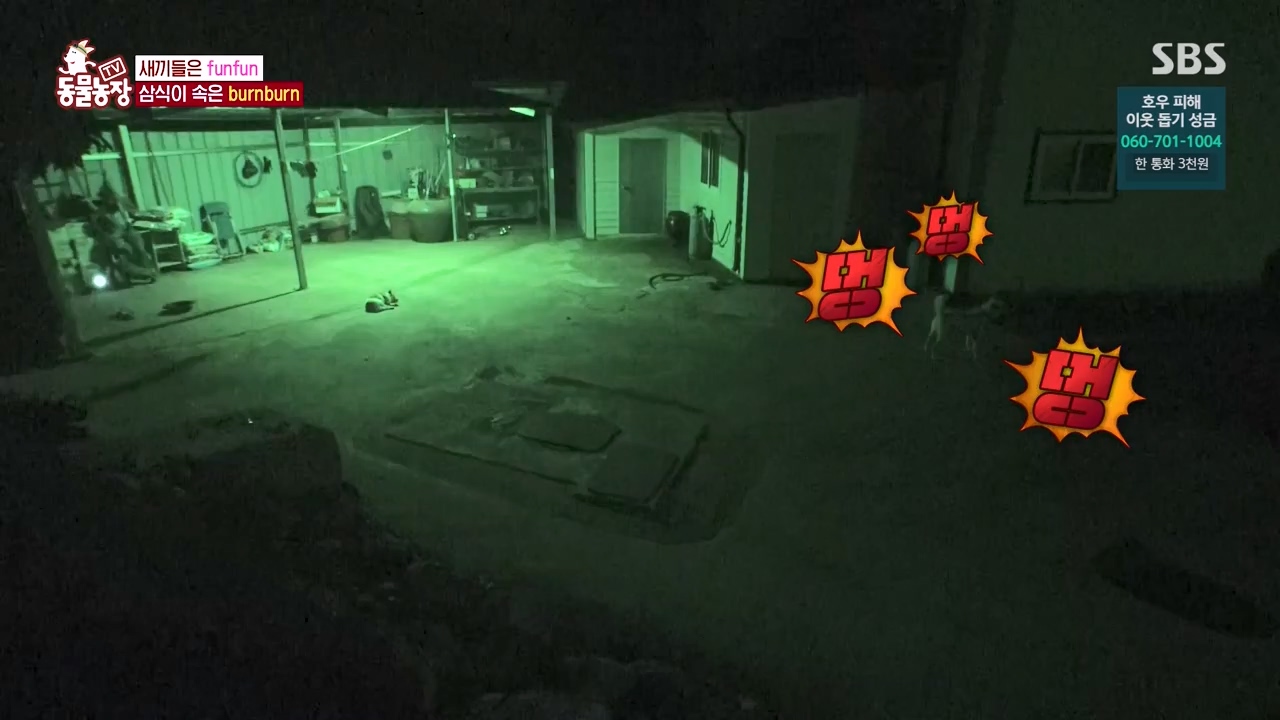 TV 동물농장.E1131.230731p-NEXT.mp4_20230730_190938.310.jpg