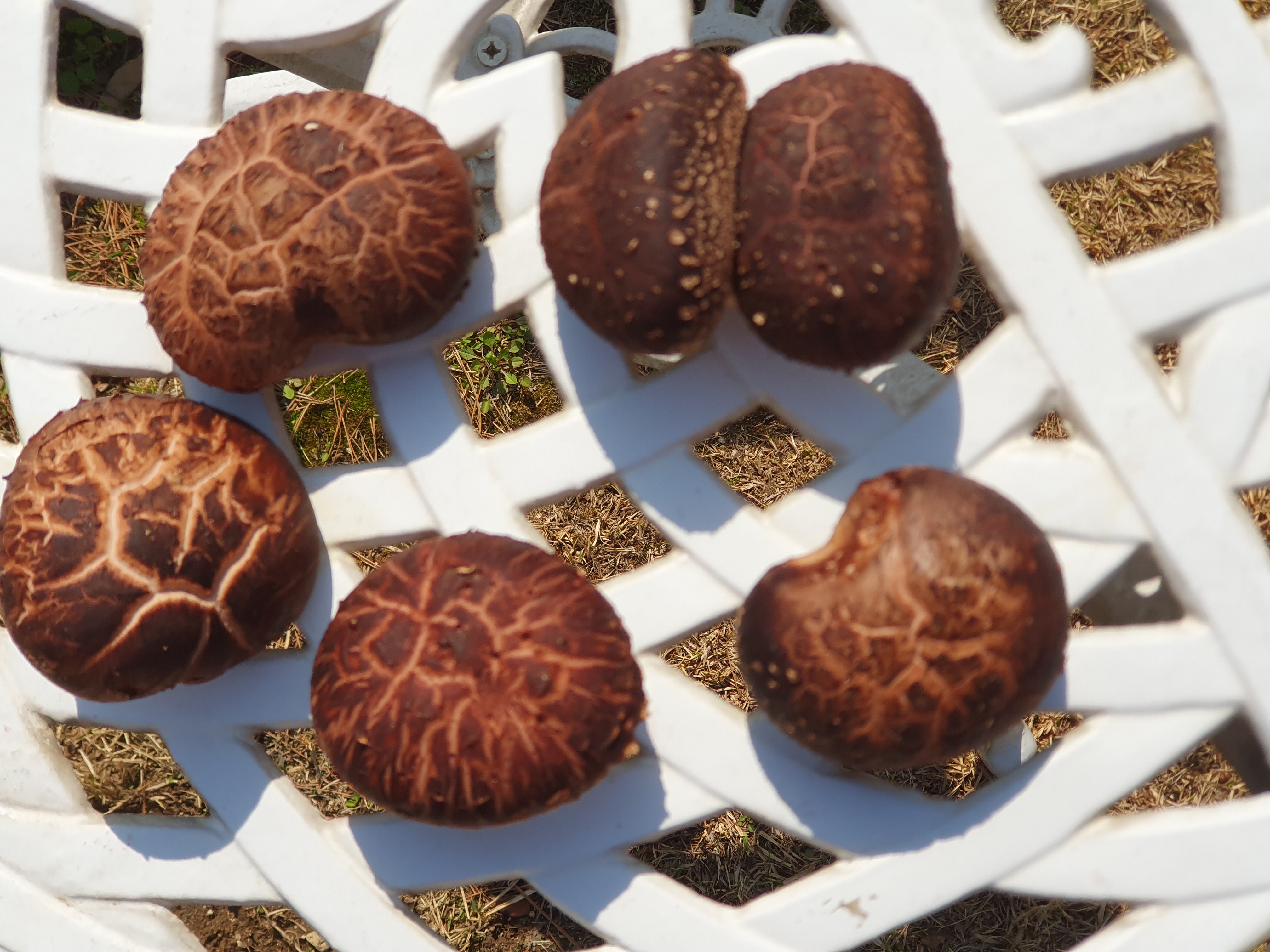 수확한 표고버섯