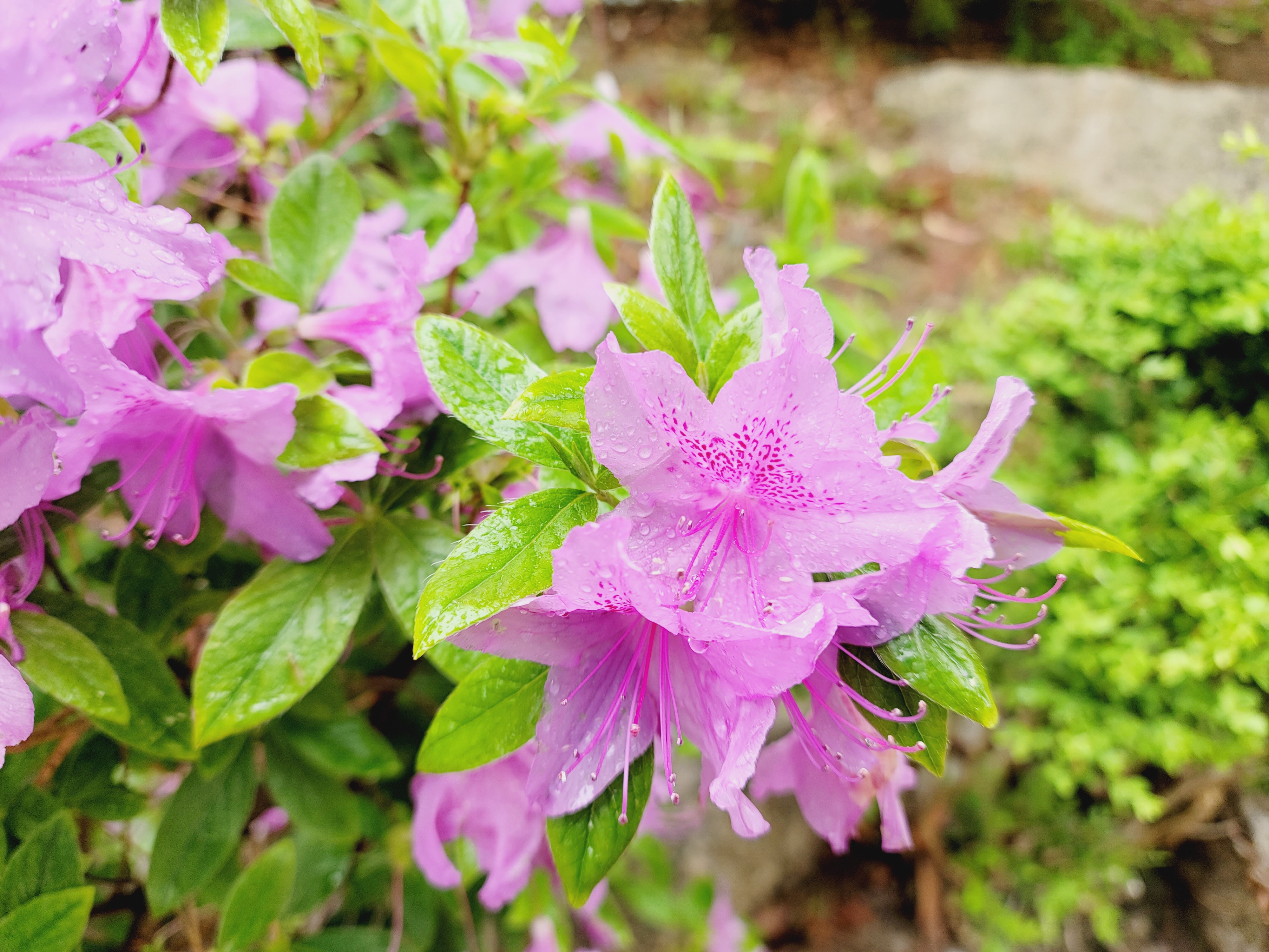 산철쭉 화단접대 46