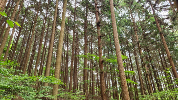 장성 치유의숲. 축령산 편백나무 숲속 피톤치드 샤워