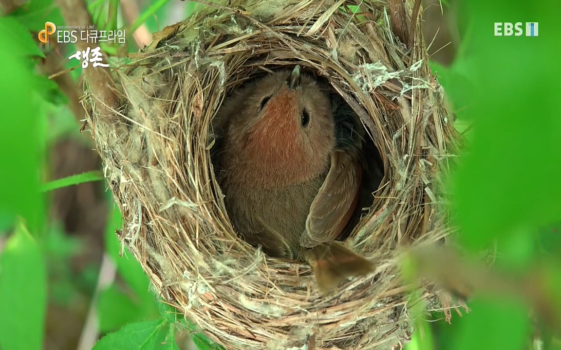 생존 3부_ EBS 다큐프라임_ 220629.avi_20220701_203553.411.jpg