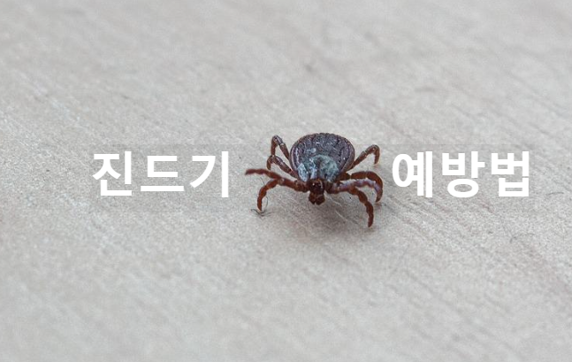 진드기-썸네일-사진