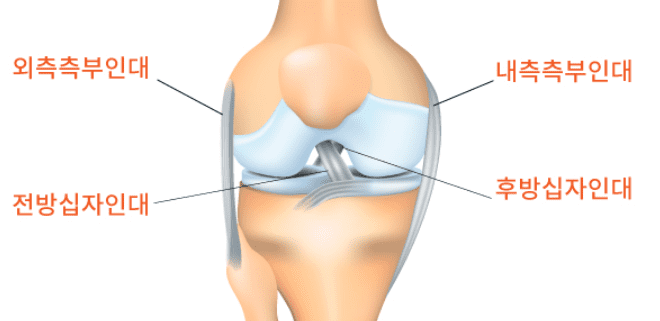 전방십자인대