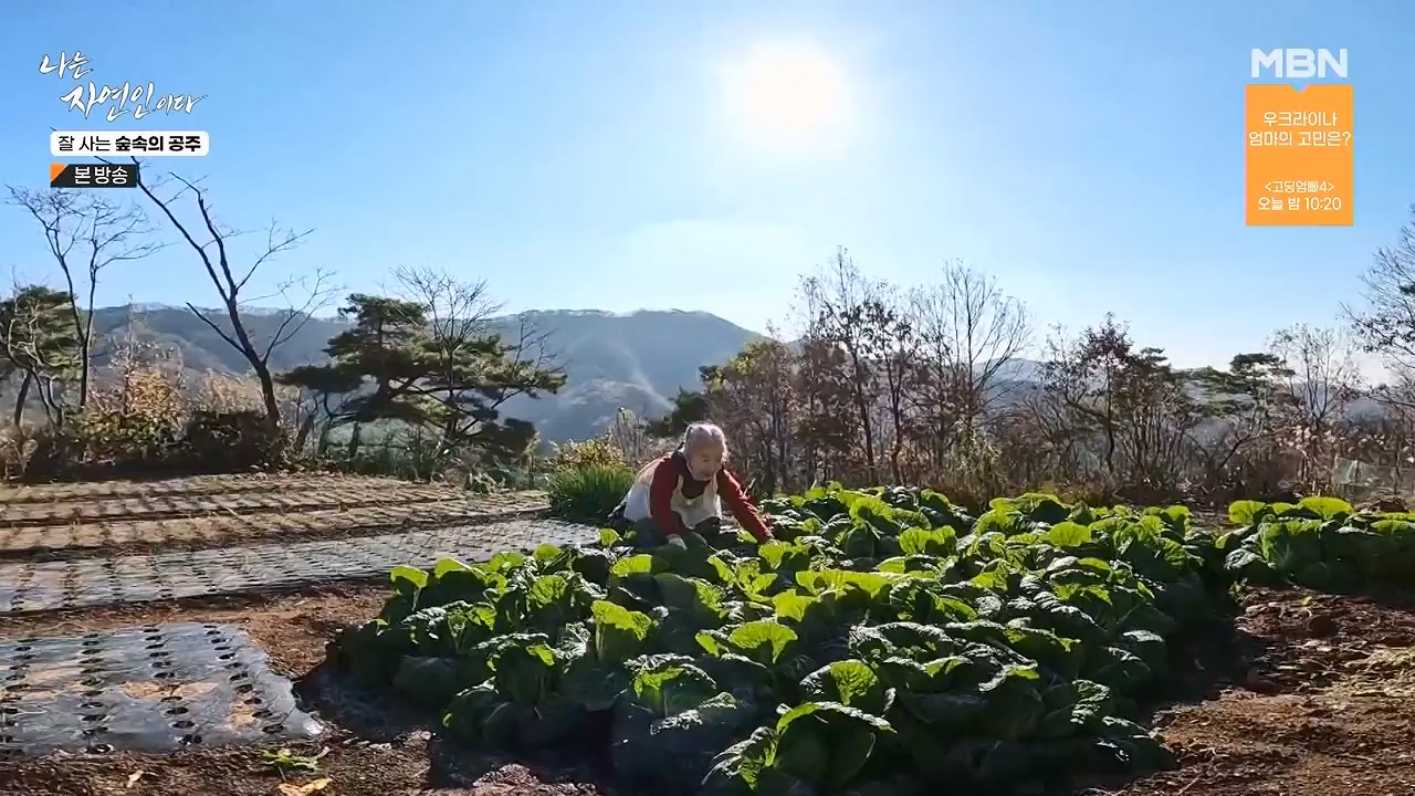 나는 자연인이다.E582.231130p-NEXT.mp4_20231130_200812.143.jpg