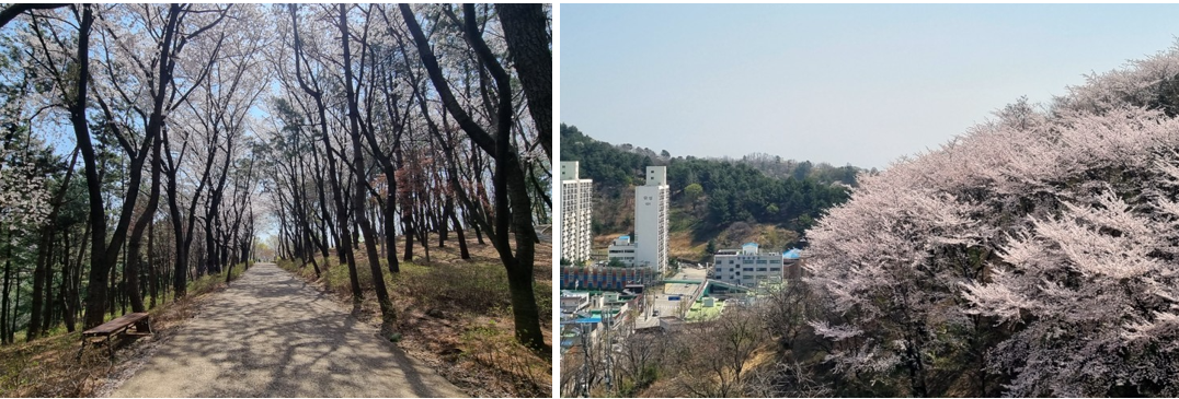 강원도 삼척 봉황산 사진