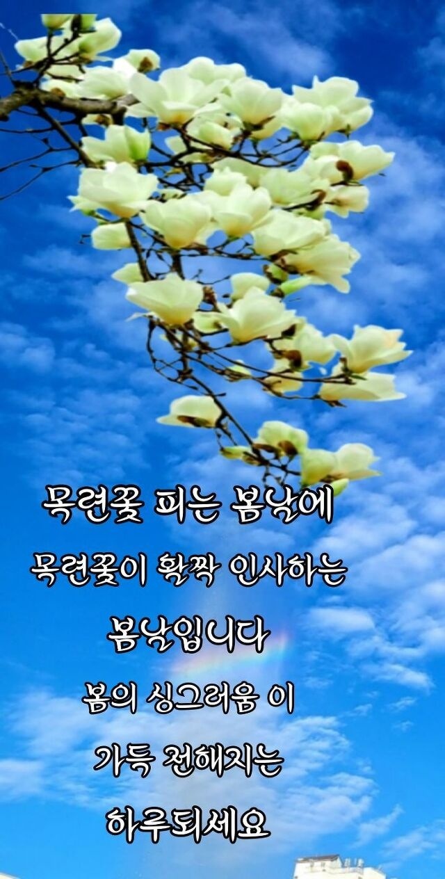 봄꽃 목련과 벚꽃이 한창입니다 / 꽃길만 걸으면 (03/23/22) 54