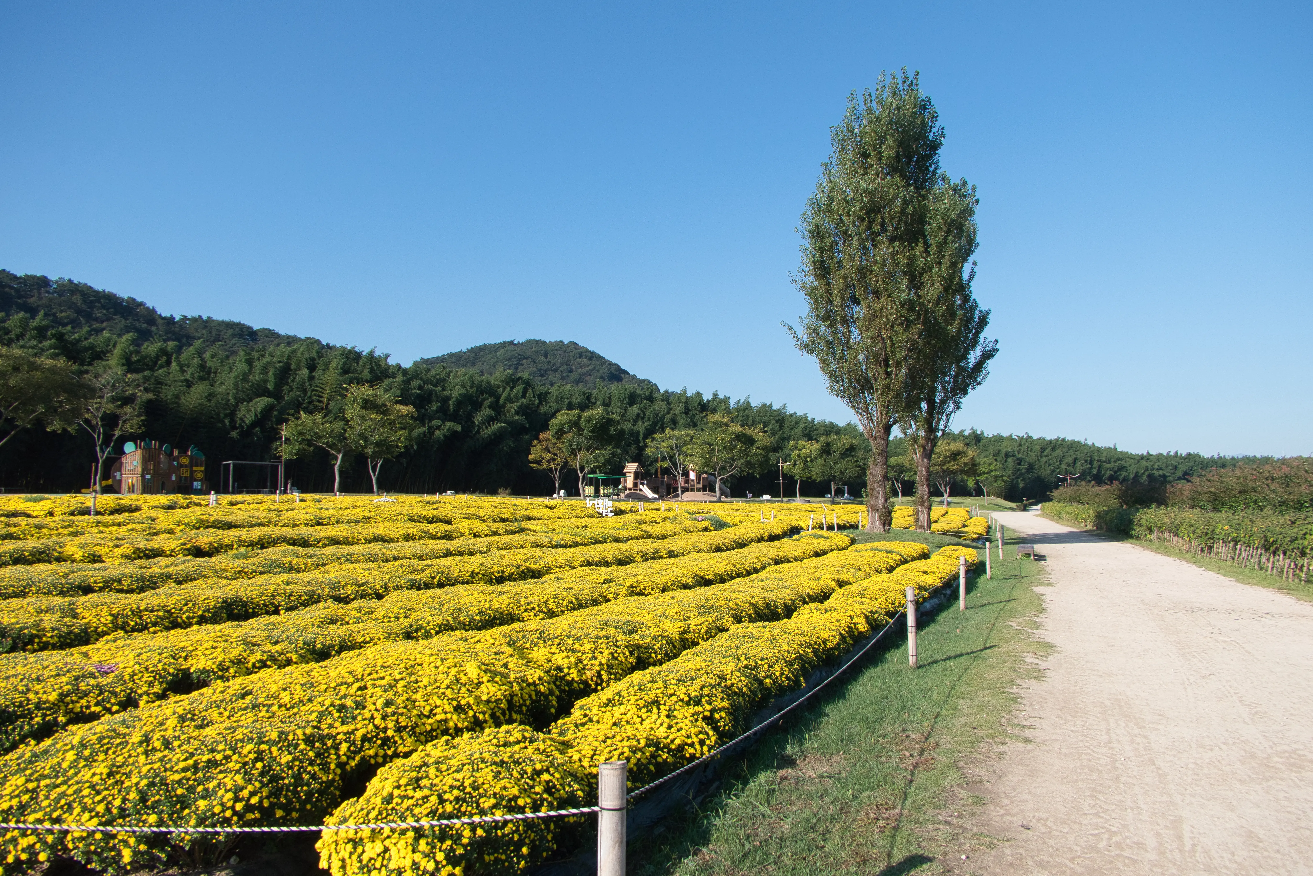 img.webp