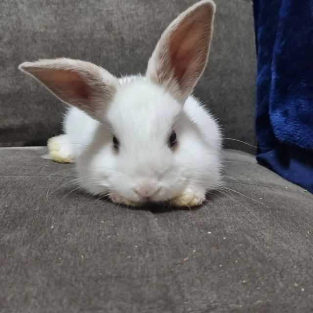  토끼와 다이소. 다이소 반려동물 용품, 토끼도 써봤어요!