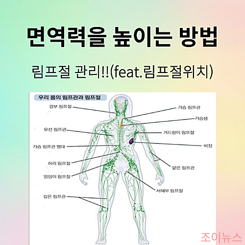 면역력을 높이는 방법 중에서 림프절 관리하기에 대한 이야기를 공유합니다.