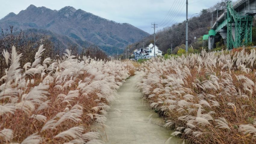 산책길 좌 우에 무성한 억새밭&#44; 가운데 보이는 하얀 건물&#44; 앞을 가로막고 있는 삼악산&#44; 흐린 하늘&#44;