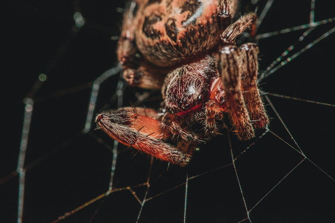 Crawler