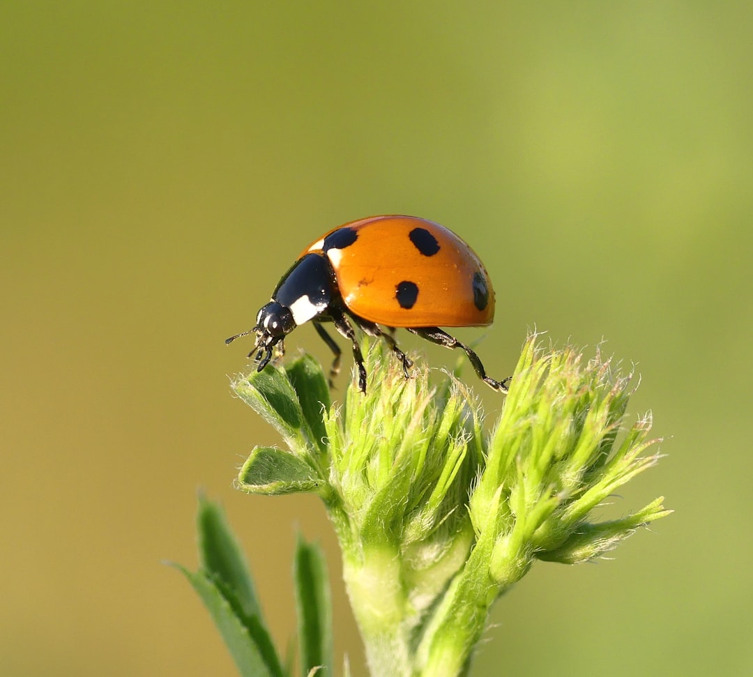 Ladybug.