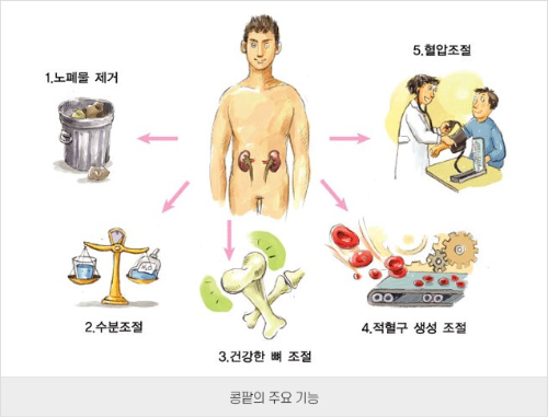 콩팥의-주요-기능