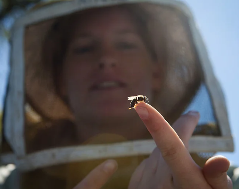 The Buzz on Bee Decline Unraveling the Perfect Crime