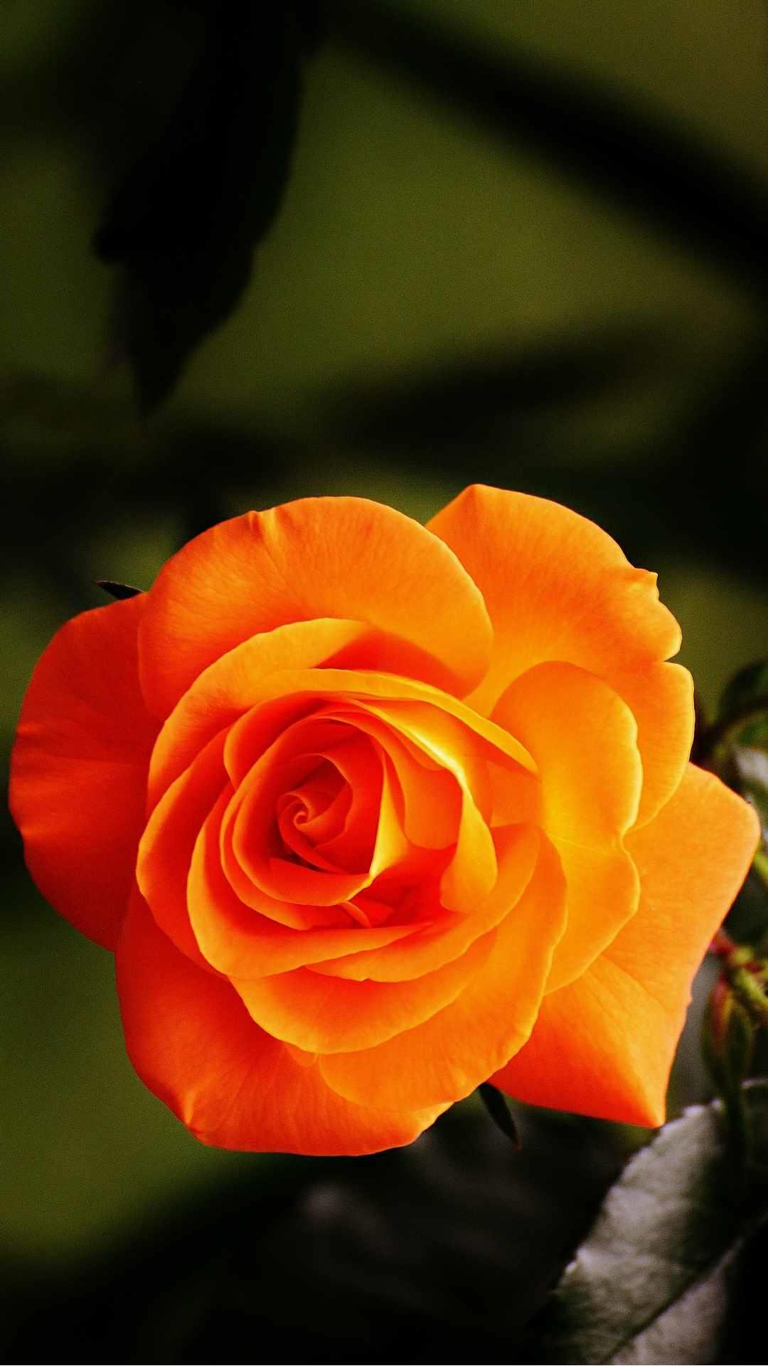 Rose Flower iPhone Wallpaper