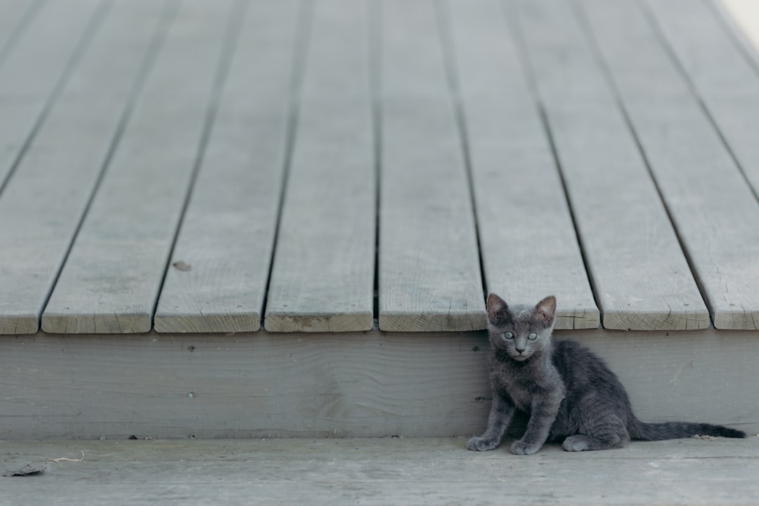 Kitten