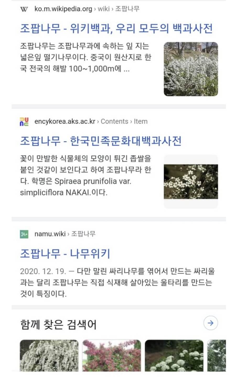 구글렌즈-꽃검색-조팝나무5
