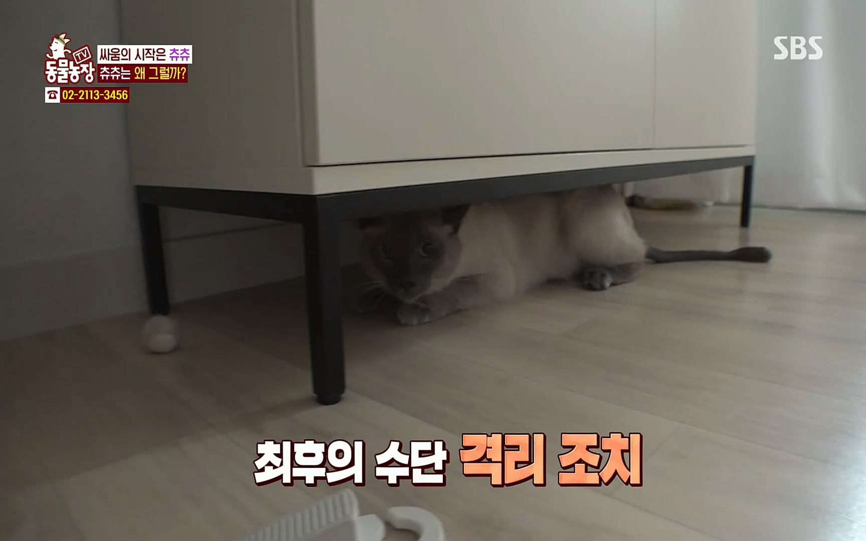 TV 동물농장.E1067.220501p.H264-F1RST.mp4_20220501_185008.917.jpg