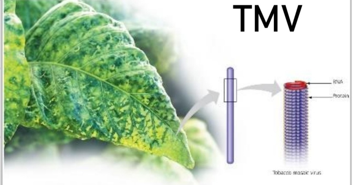[Campbell] 10. The Structure & Function of DNA - 3