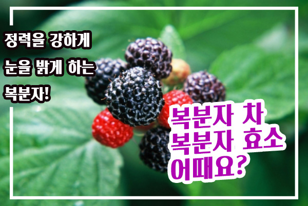  정력을 강하게, 눈을 밝게, 복분자의 효능! 복분자 차, 복분자 효소 만드는 방법은? With 복분자 섭취시 부작용