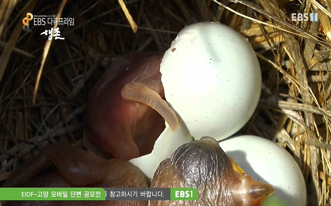 생존 3부_ EBS 다큐프라임_ 220629.avi_20220701_204359.013.jpg