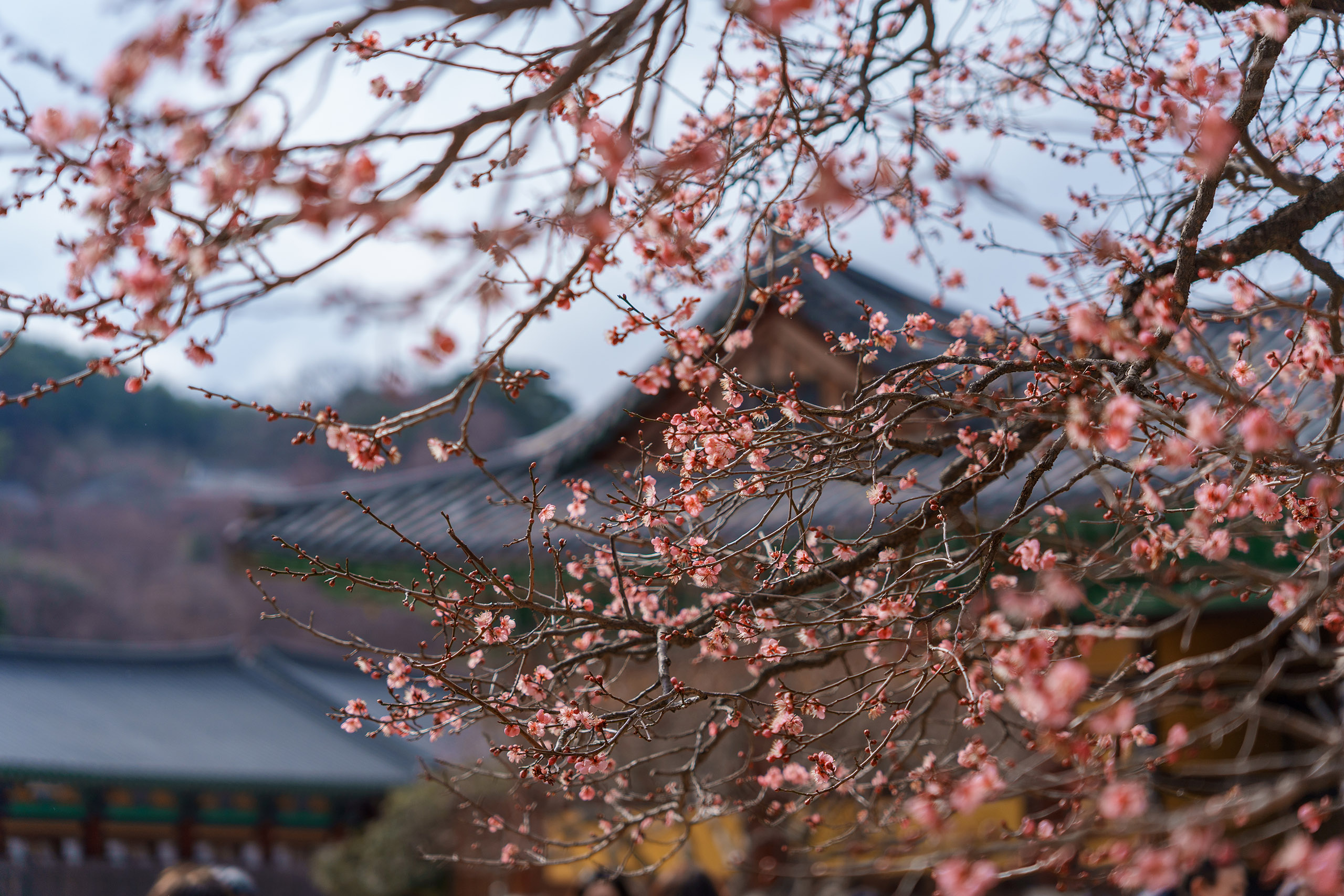 경상남도 양산 통도사