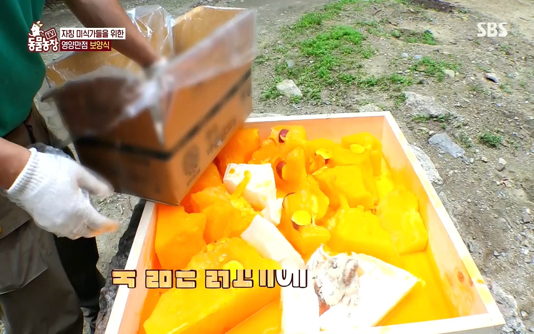 TV 동물농장.E1083.220821p.H264-F1RST.mp4_20220821_183703.179.jpg