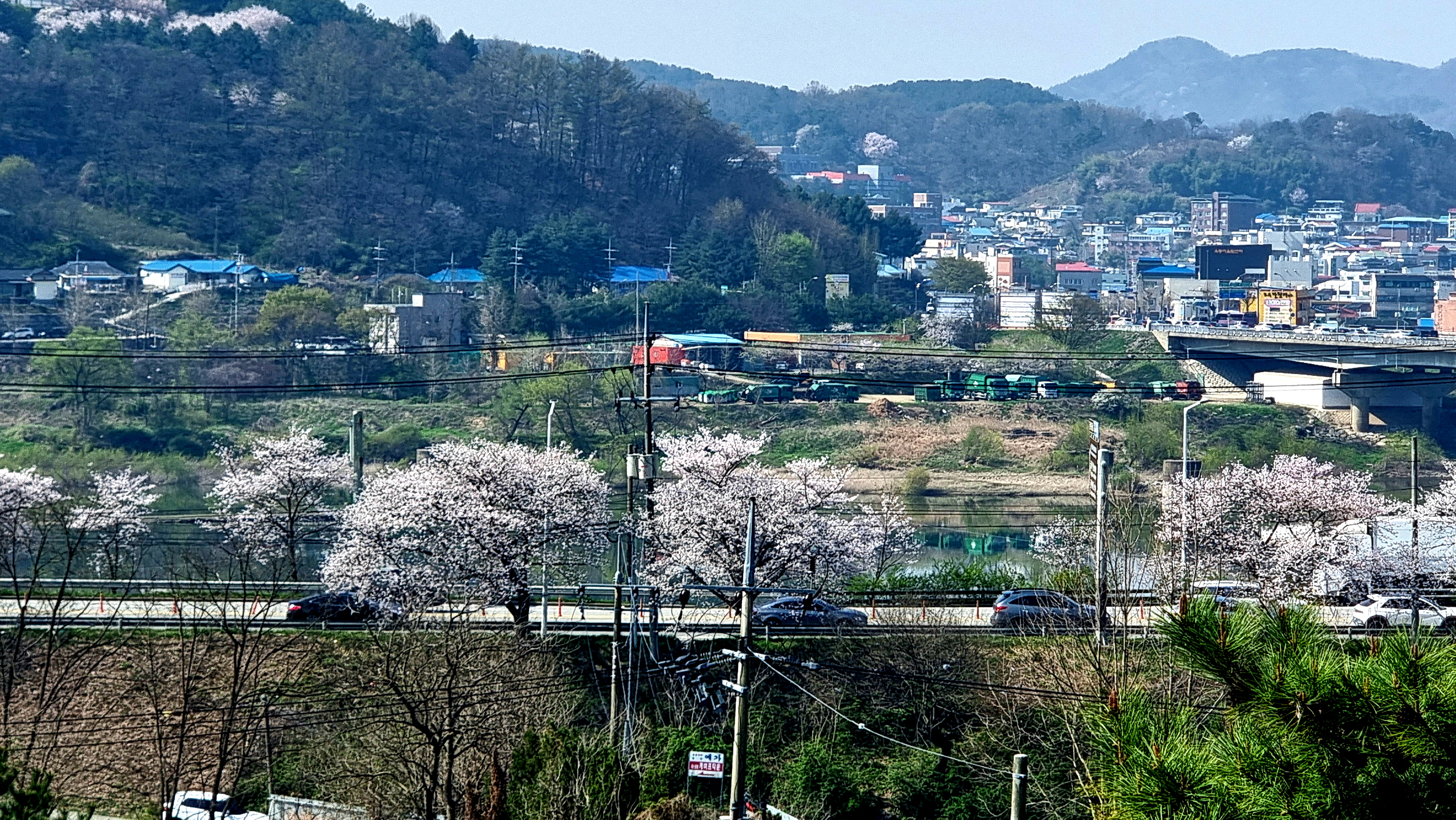 공주(公州) 원도심 벚꽃 구경 사진