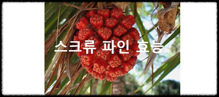 스크류 파인 효능