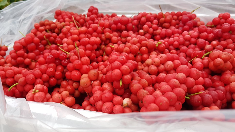 오미자의 오미자(五味子)가 남긴 2021년 3