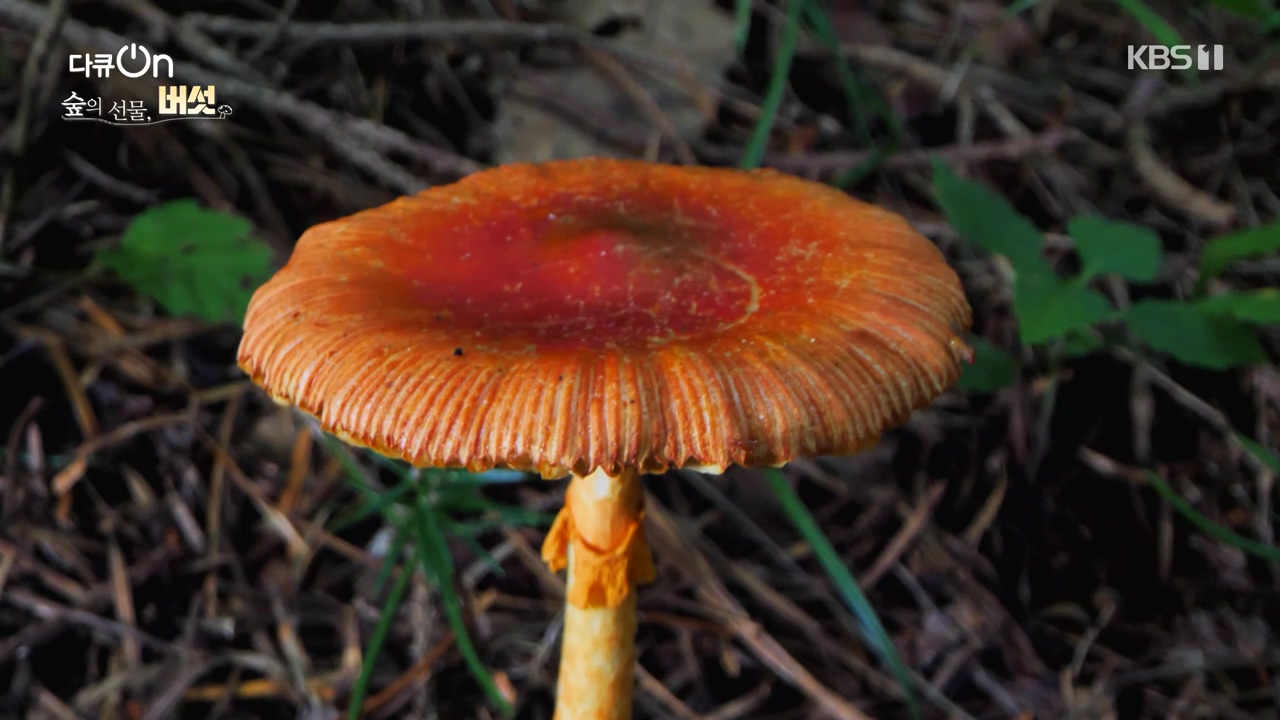 다큐 온.E227.231120p-NEXT.mp4_20231121_201857.700.jpg