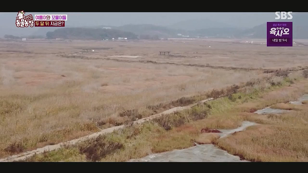 TV 동물농장.E1104.230123p.WANNA.mp4_20230123_195421.787.jpg