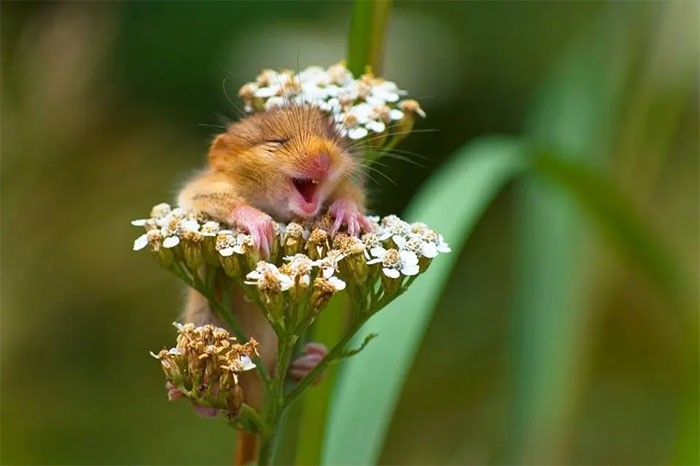 코미디 야생동물 공모전(Comedy Wildlife Photography Awards)