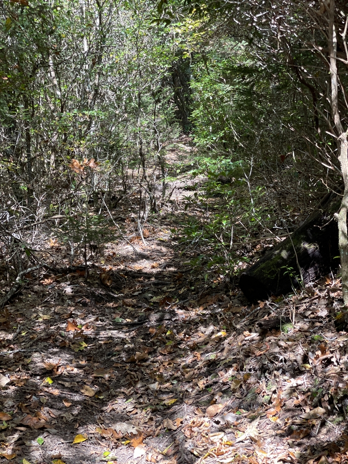 img.jpg