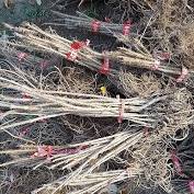 가시오가피의 12가지 장점 12