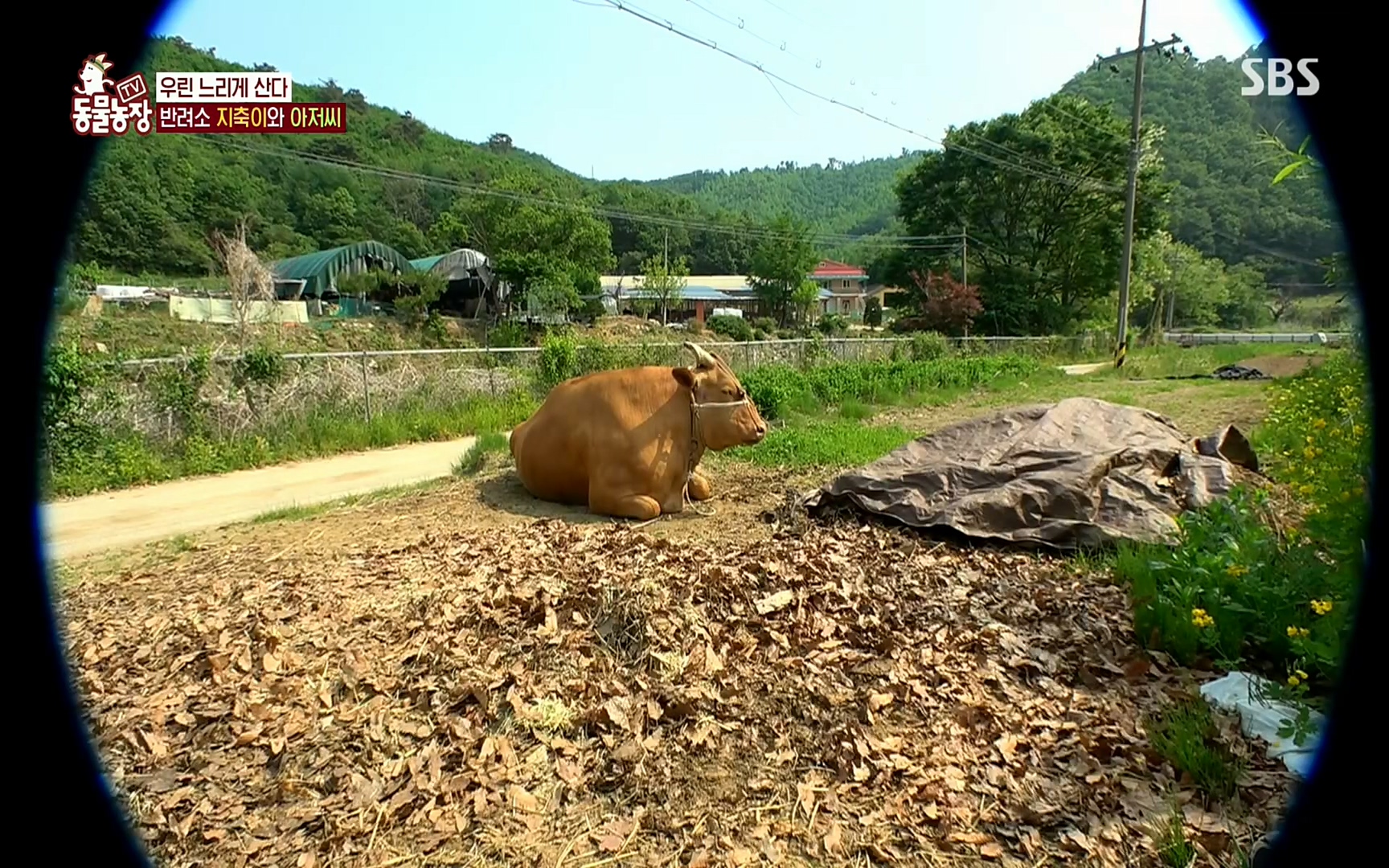 TV 동물농장.E1074.220619p.H264-F1RST.mp4_20220619_181531.592.jpg