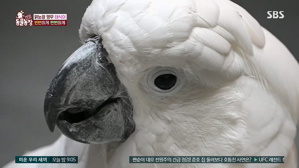 TV 동물농장.E1124.230611p.H264-F1RST.mp4_20230611_173553.612.jpg