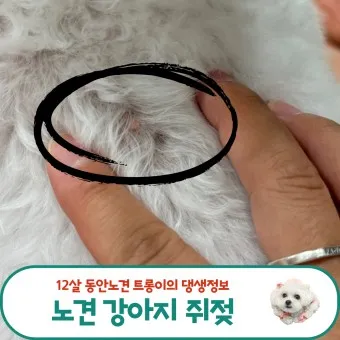 강아지 쥐젖 사마귀 지방종 증상 치료법_41
