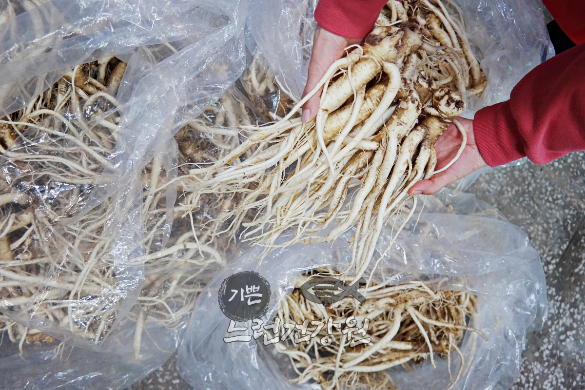튼실한 3년근 약도라지