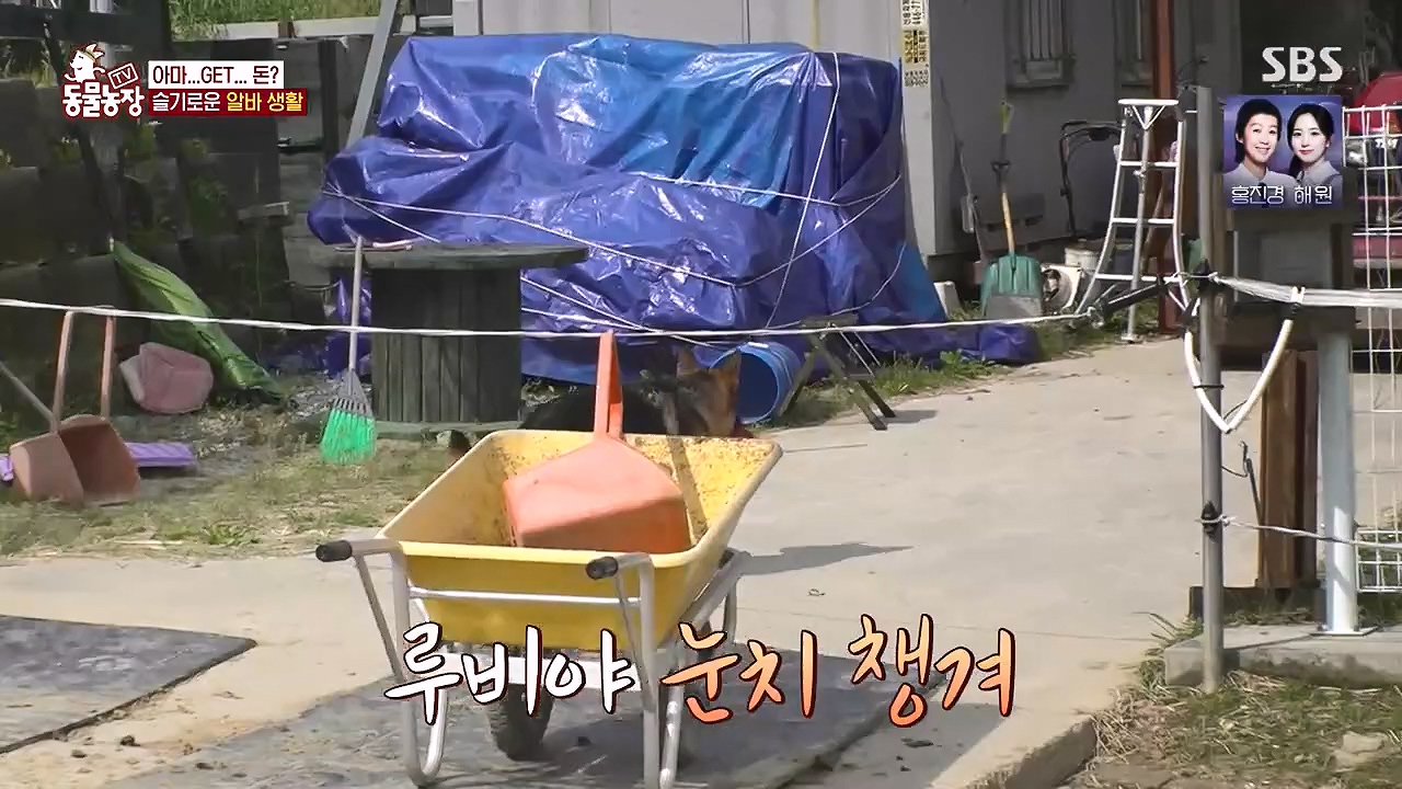 TV 동물농장.E1178.240630.ts_20240630_164641.670.jpg