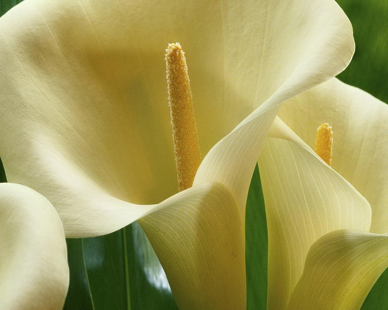  꽃의 개수에 따라 꽃말이 달라지는 선이 아름다운, 카라(calla)