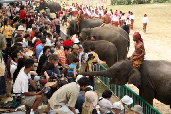 수린 코끼리 (Surin Elephant Round Up Show)