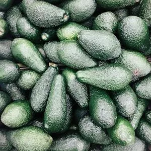 아보카도-avocado