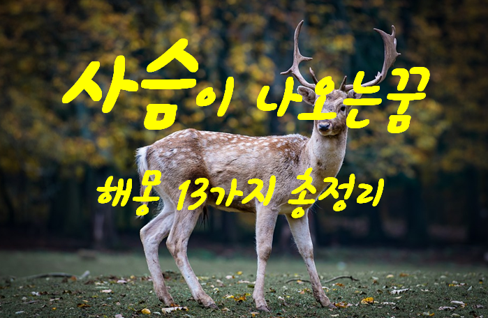  사슴꿈 해몽 13가지 총정리
