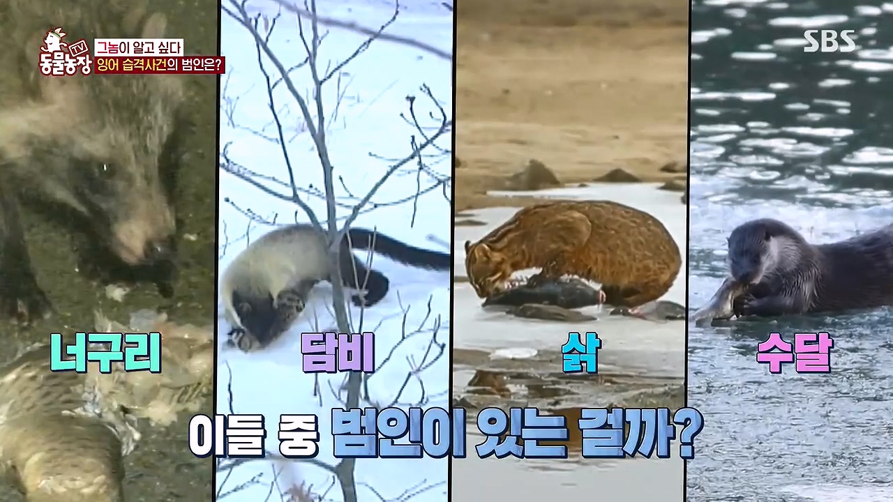 TV 동물농장.E1178.240630.ts_20240630_163043.910.jpg