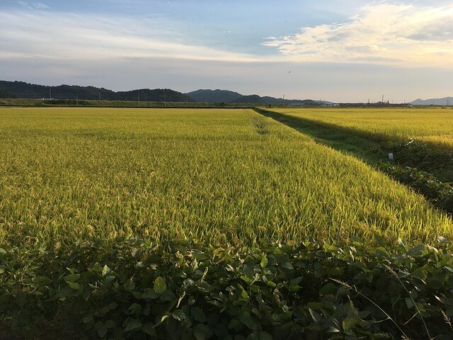 직불금 신청