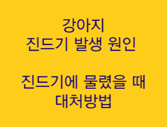  "강아지 진드기 발생 원인과 진드기 물렸을 때 대처법 '물린 자국 확인하는 방법'"