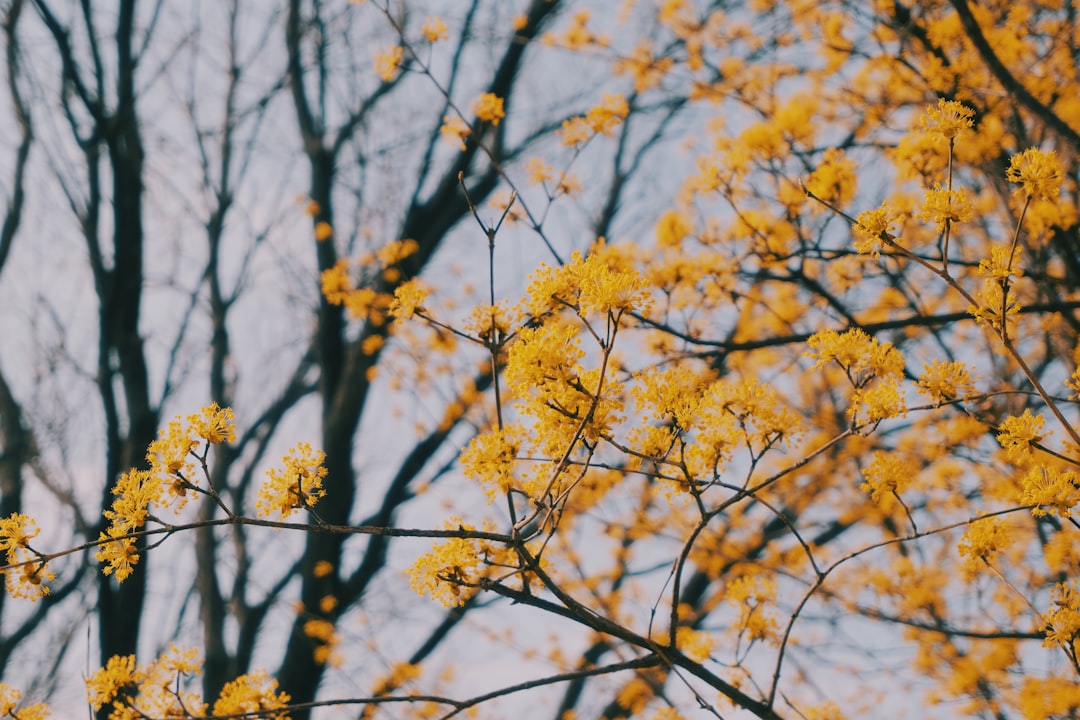 '서울숲' (Seoul Forest)